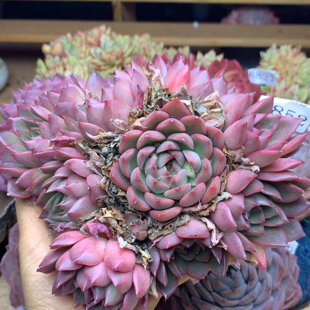 6852新年快乐发发发