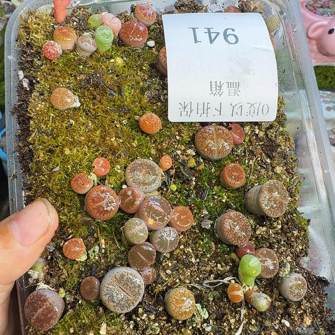 多肉植物福利冲941