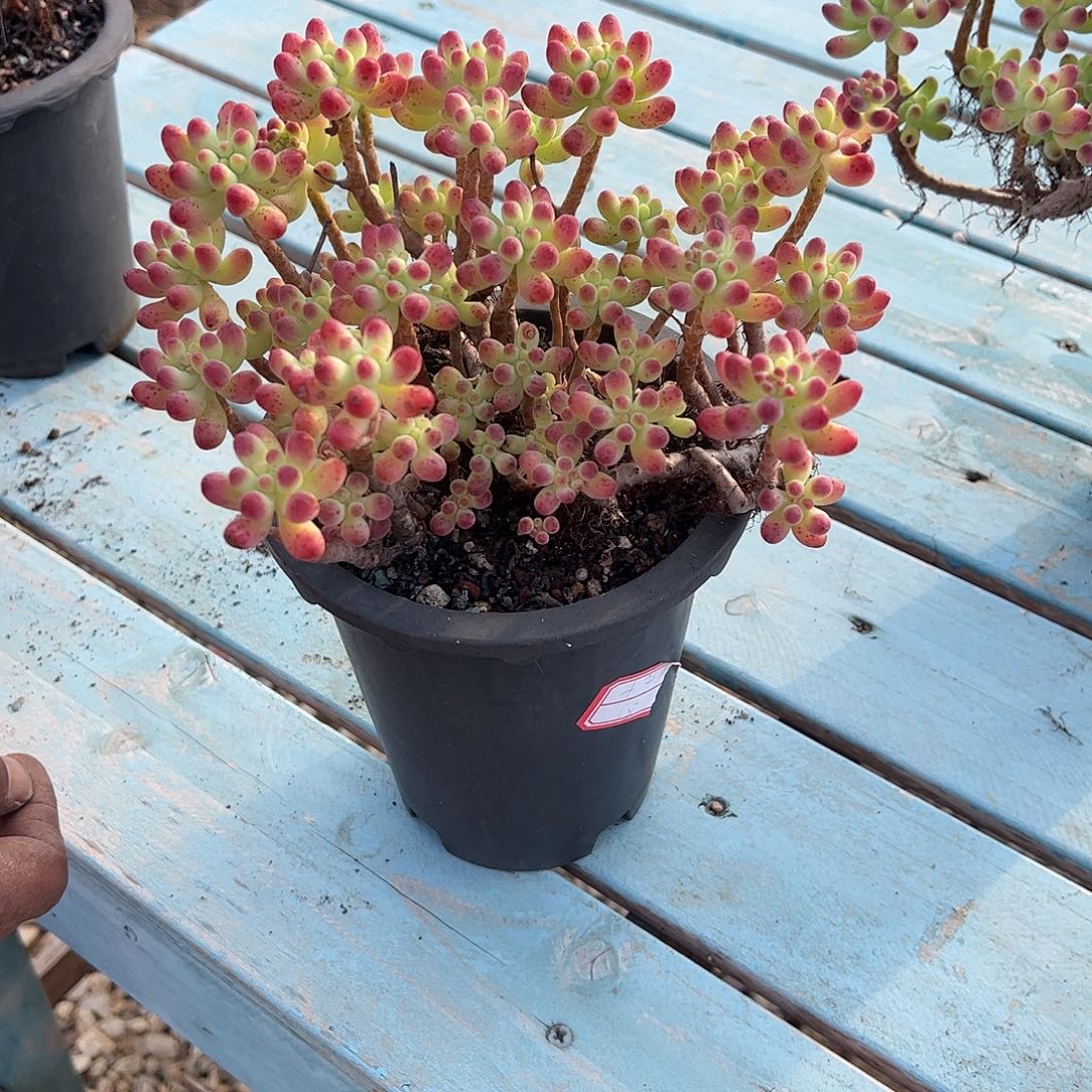 ****华乙女心多肉植物脱土