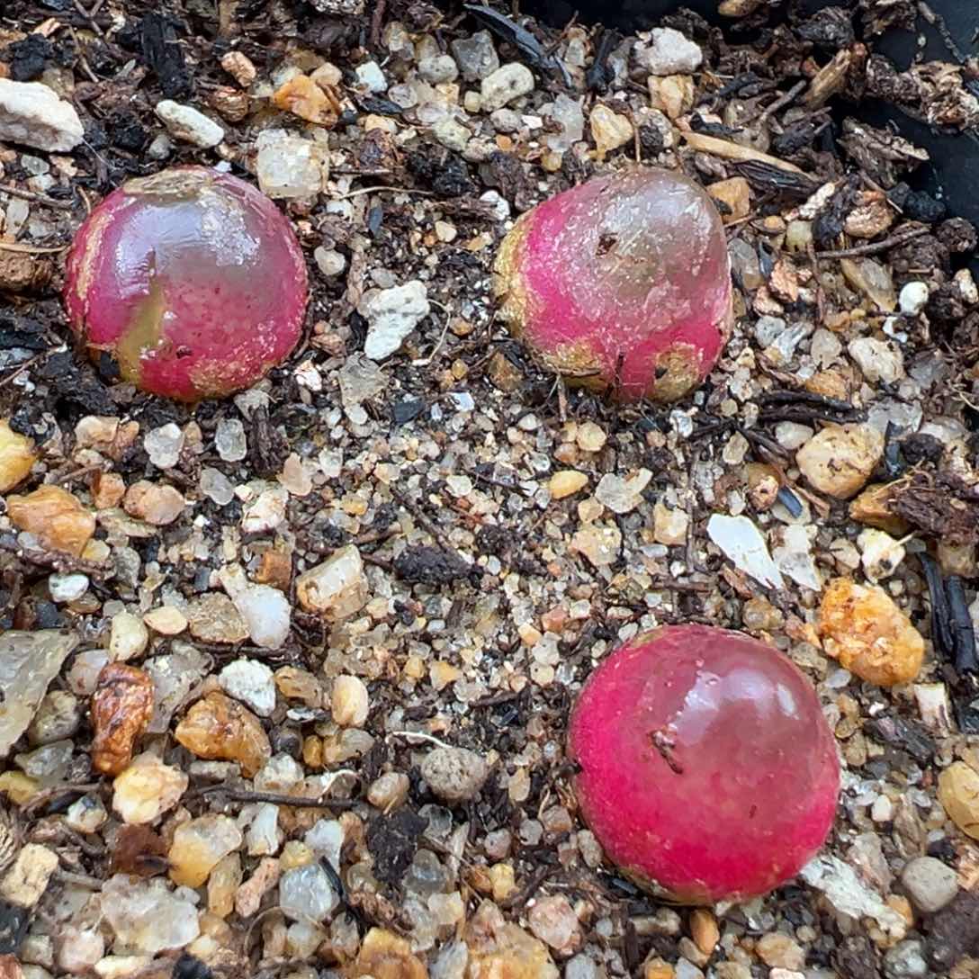 1.20好看的多肉589