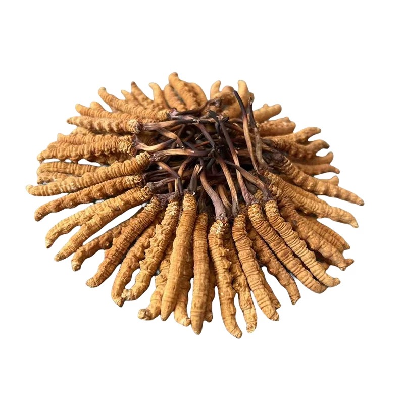 【老吴专属】干货虫草条好物