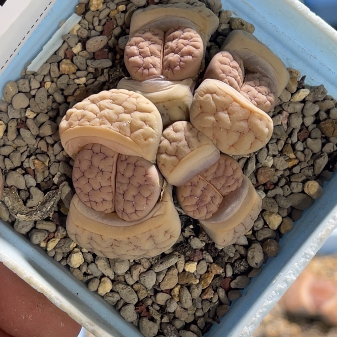 7448群生4头凹凸荒玉