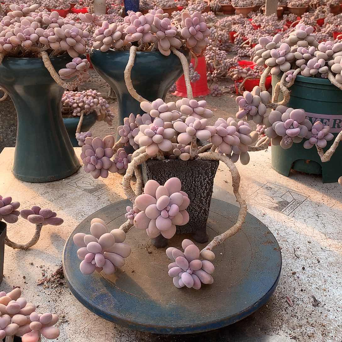 吾**宝43一物一拍桃蛋不带盆