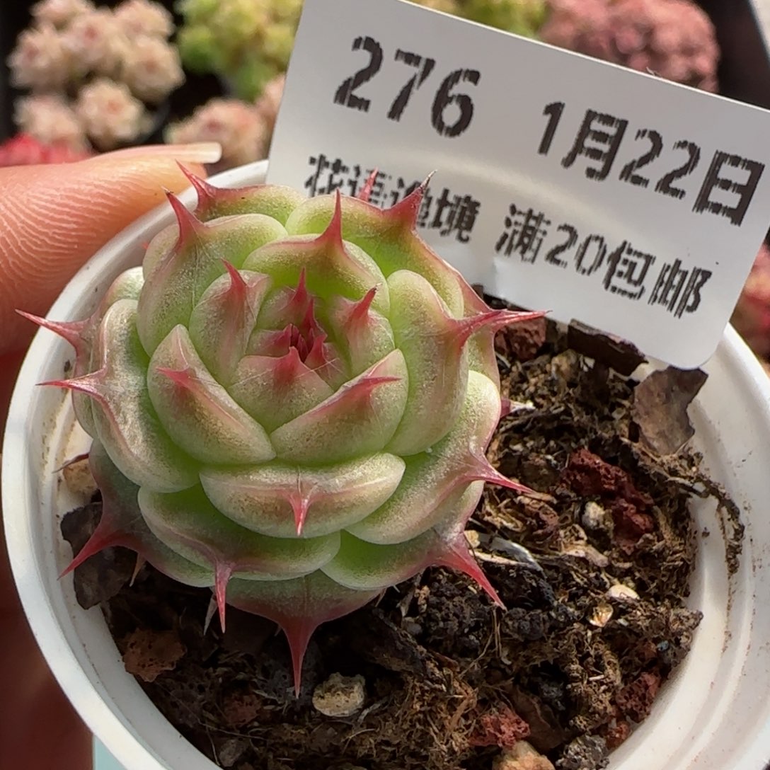 花语逸境0122-276