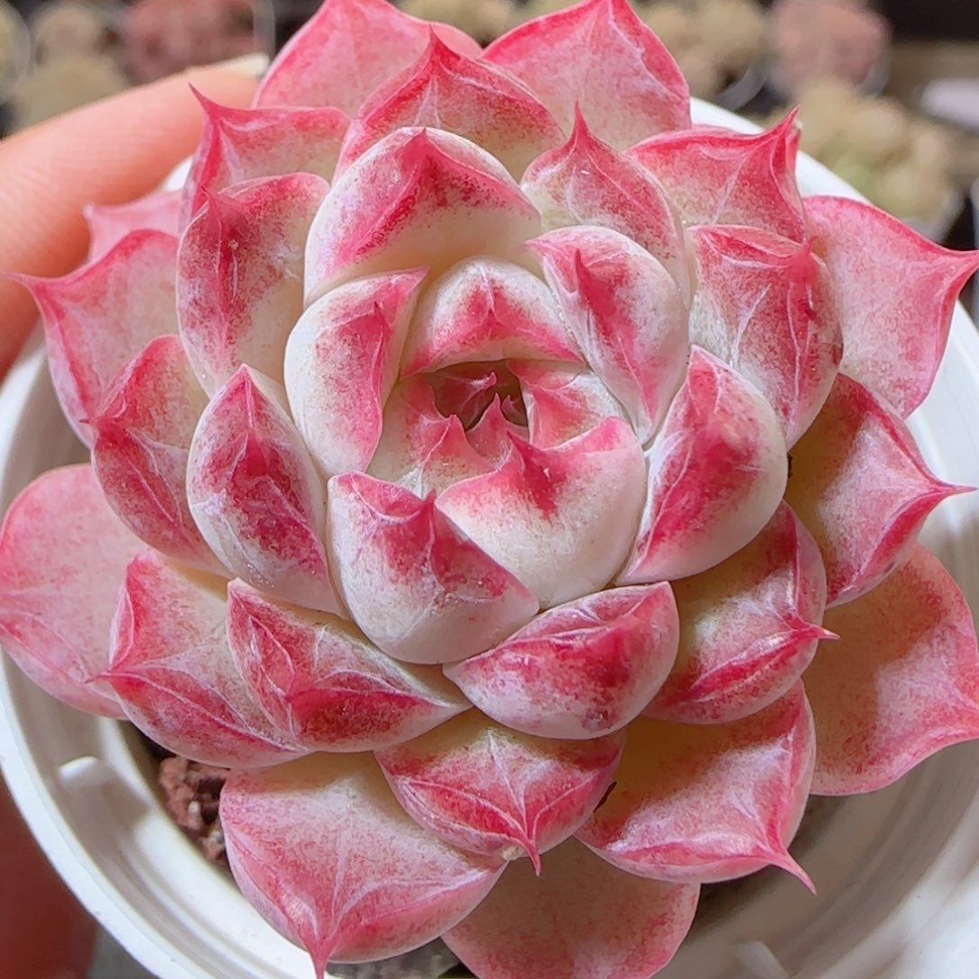 花语多肉1226-85女王