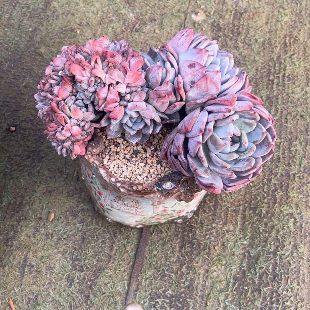 S***H南方姐的星颖多肉一物一拍