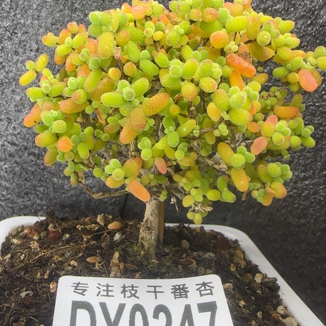 dy0247大金桔直杆