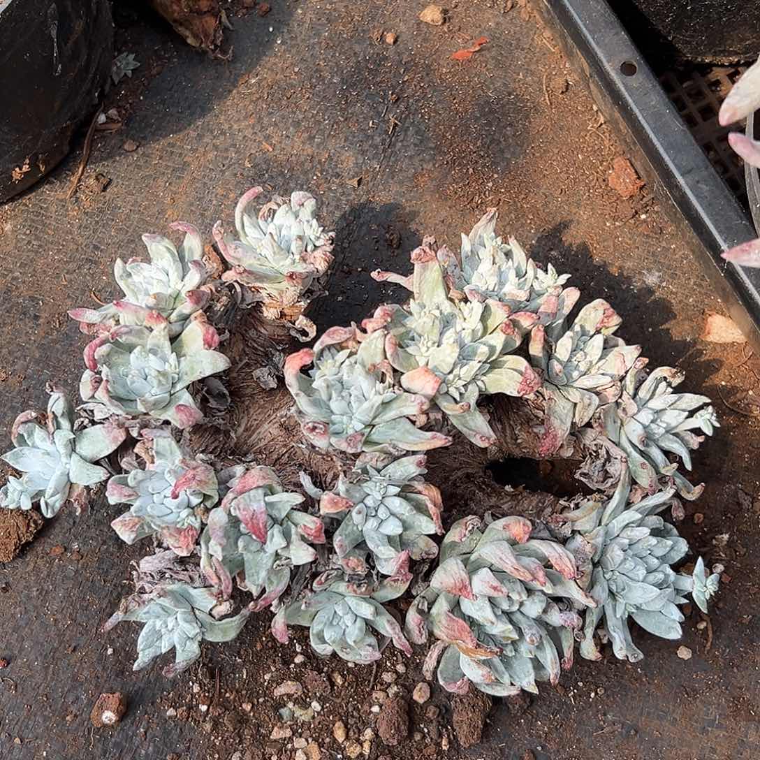 小*恩白姆仙女杯多肉处理瑕疵