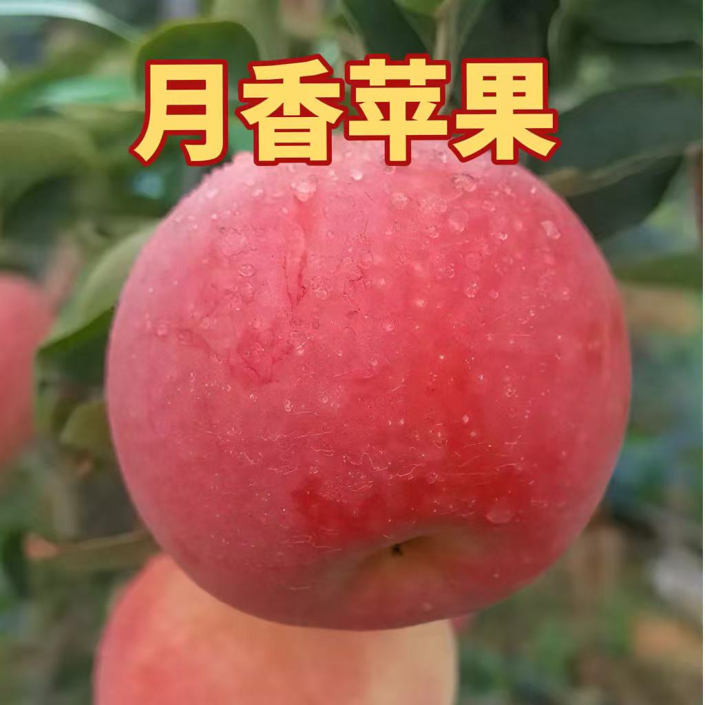精品嫁接月香苹果树幼苗现挖现卖南北方地栽盆栽果园种植