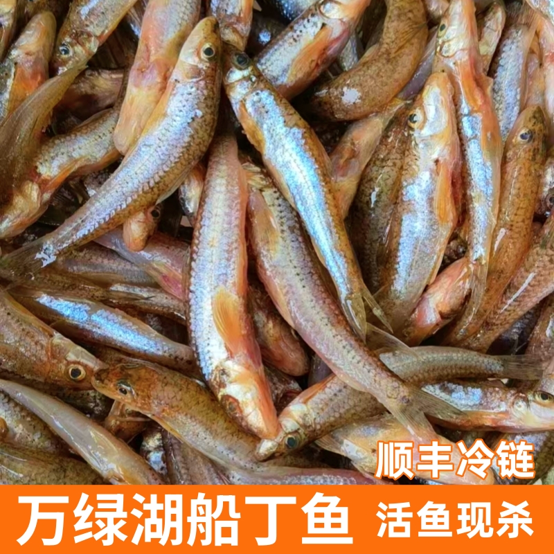 万绿湖船丁鱼新鲜沙丁鱼海鲜棍子鱼河源特产已处理干净顺丰包邮炸鱼
