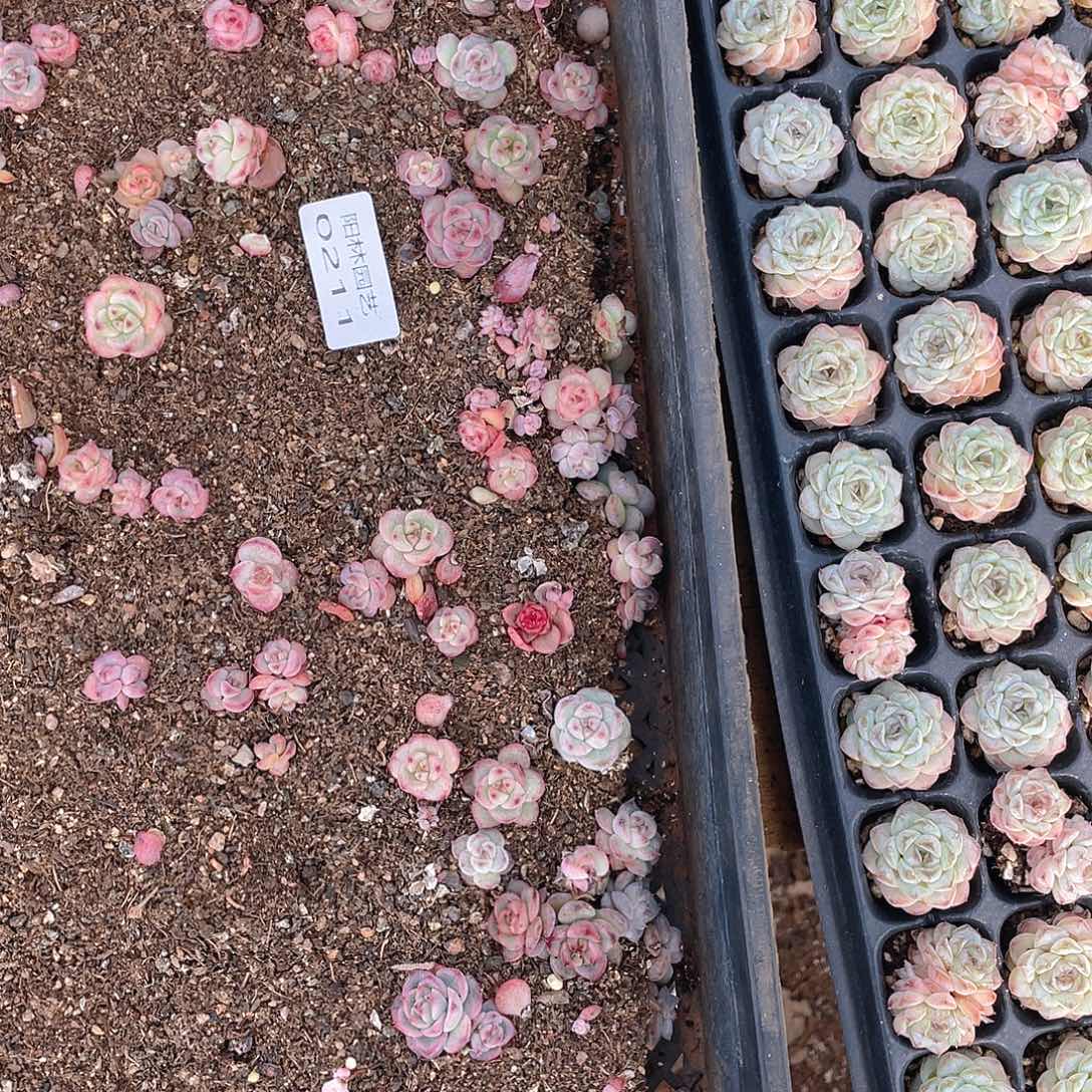 多肉植物多肉植物211