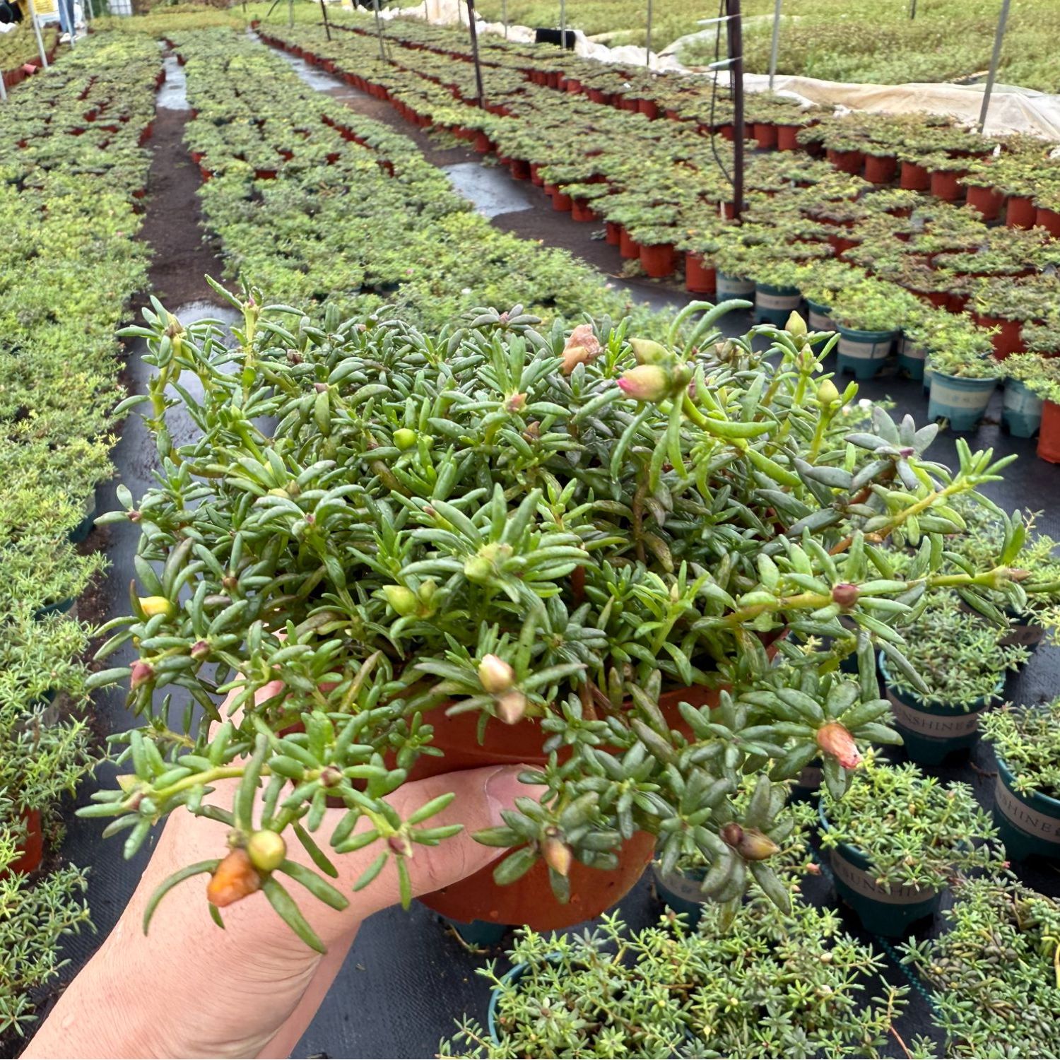 重瓣宿根多年生太阳花苗耐高温夏季好养庭院阳台绿植花卉带盆发货