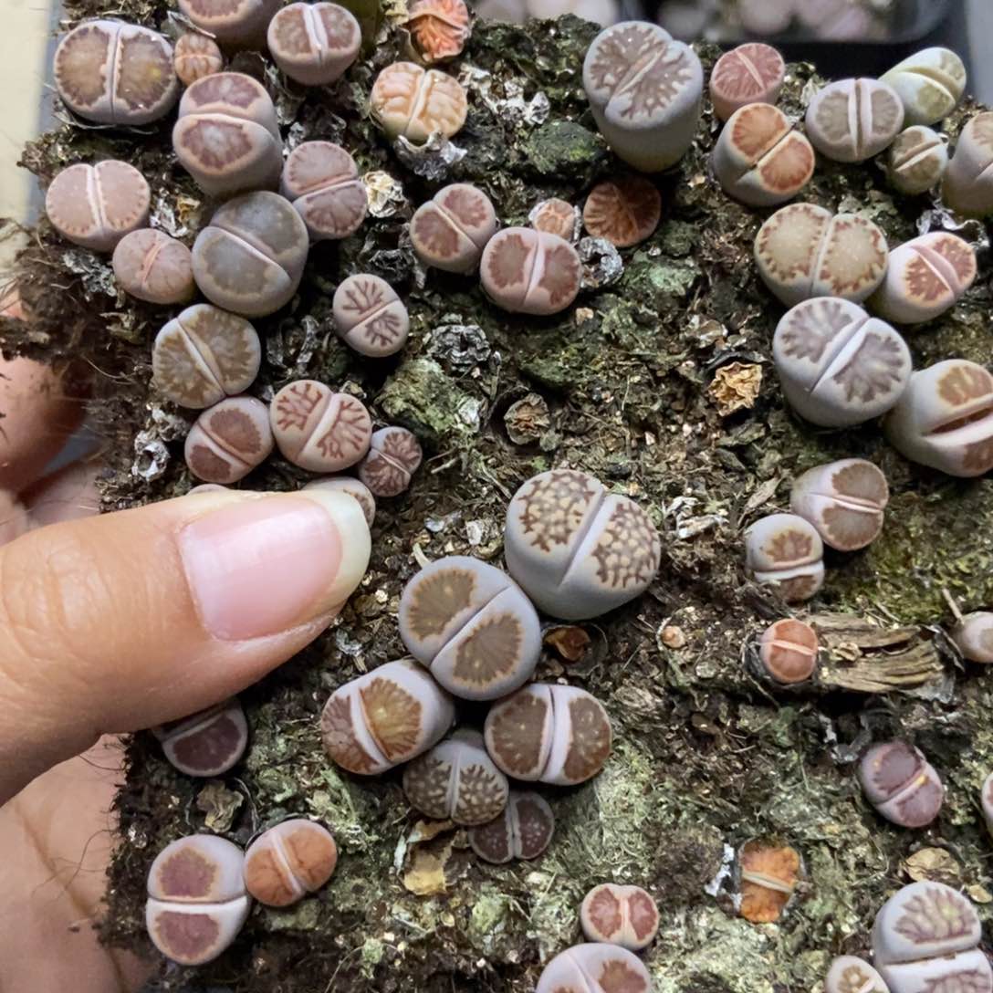 7815生石花菊切糕有疤