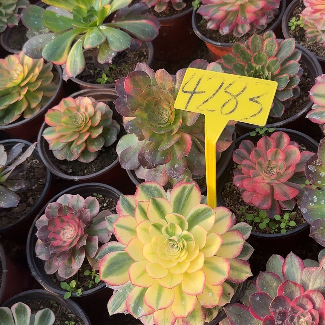 4283--多头多肉植物