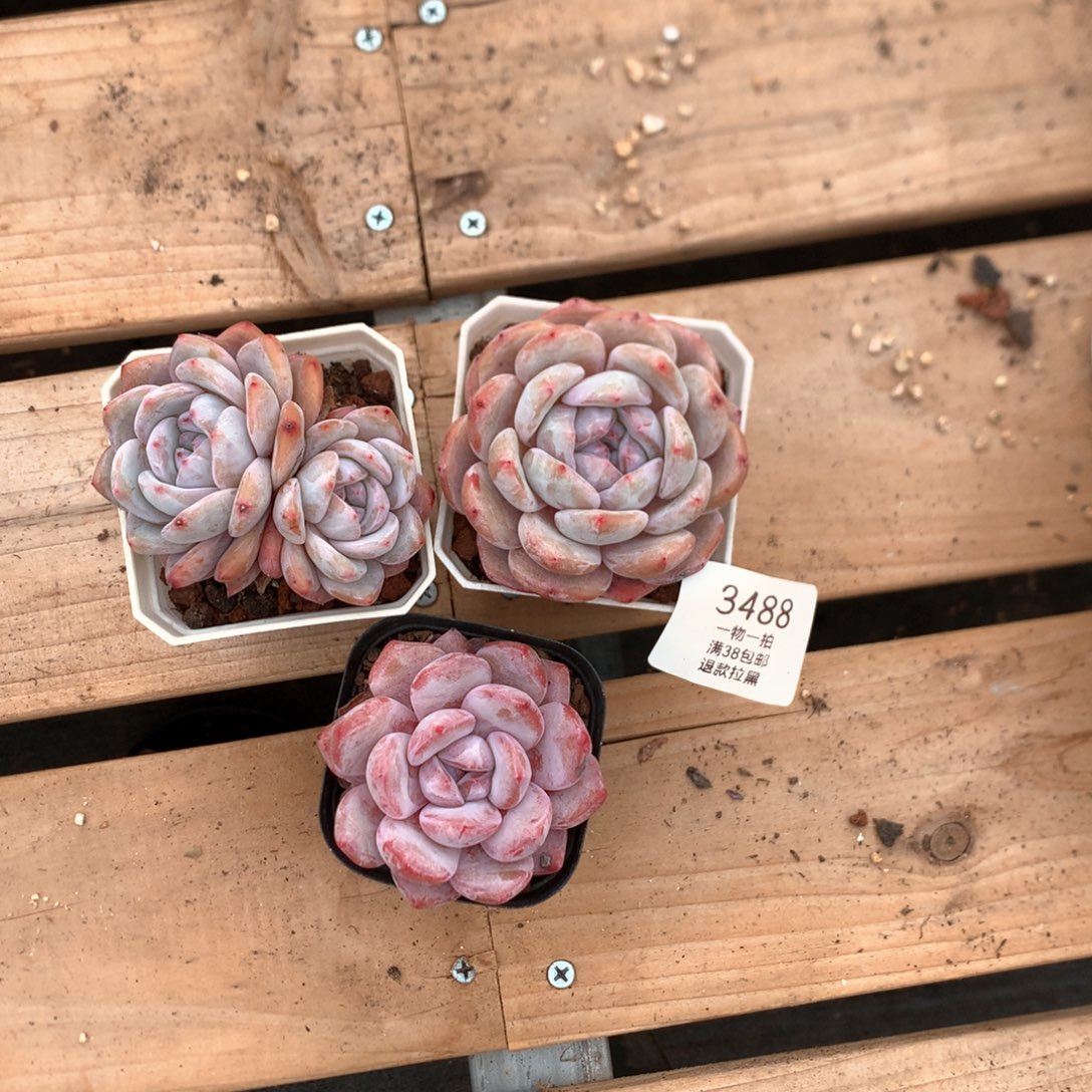 六厘米粉星影三颗3488