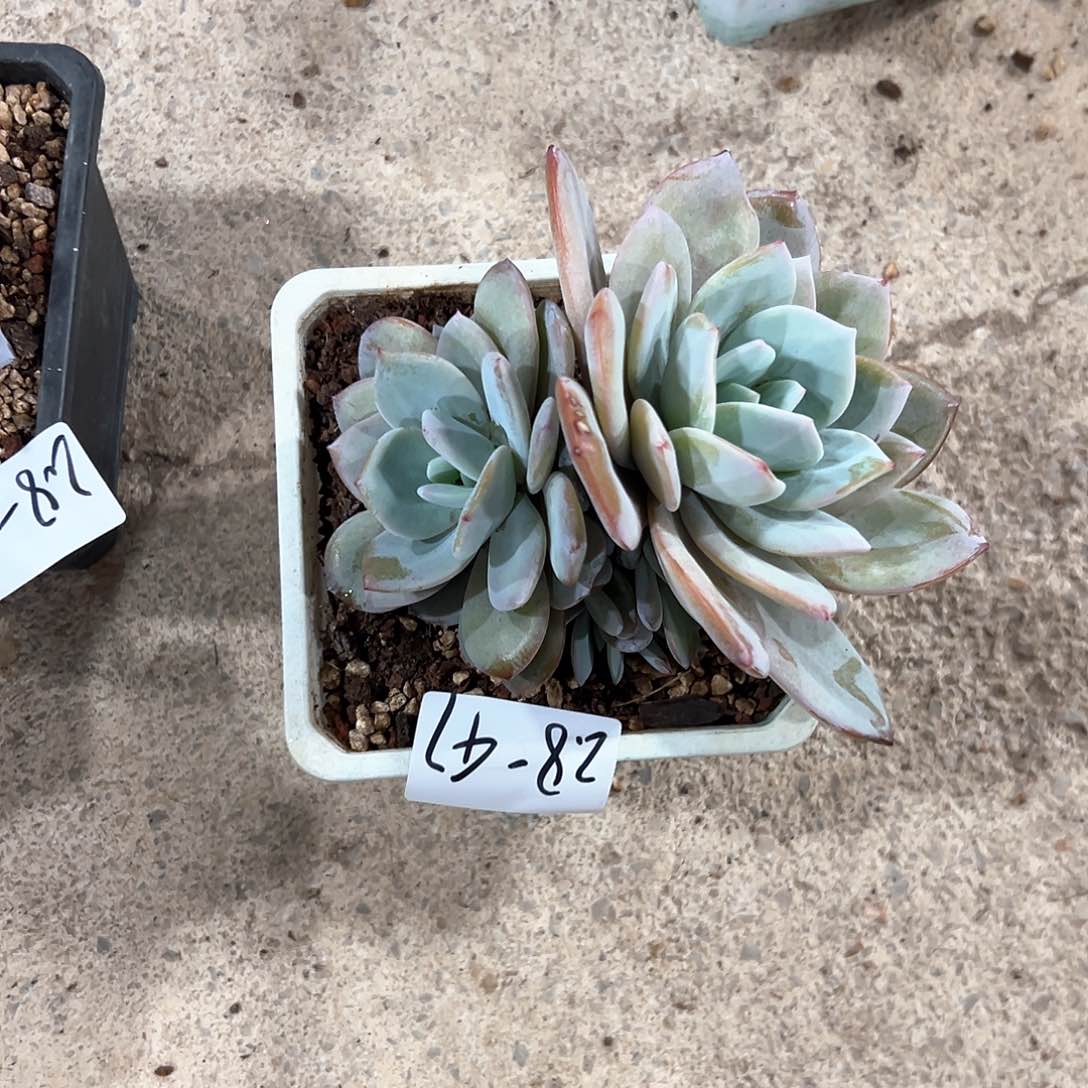 2.8-47奶茶多头多肉