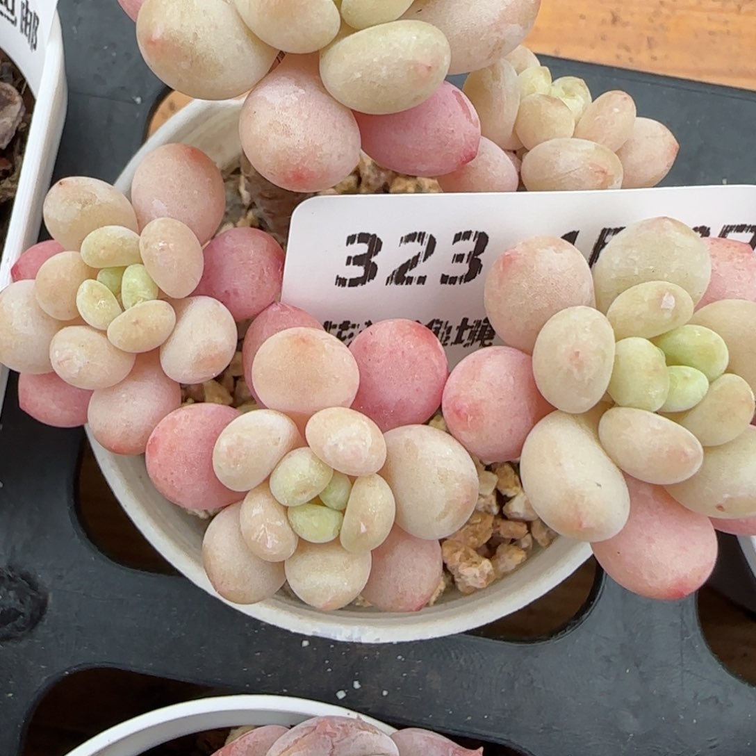 花语逸镜0128-323