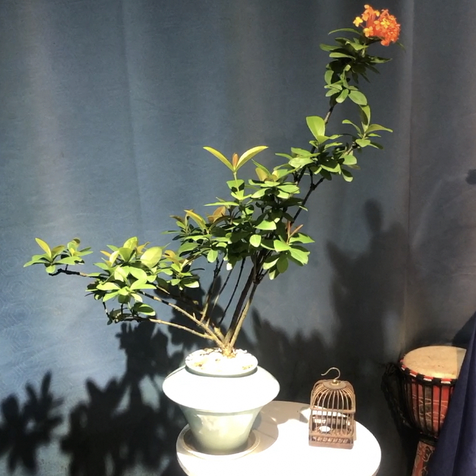 海岛龙船花室内客厅绿植盆栽