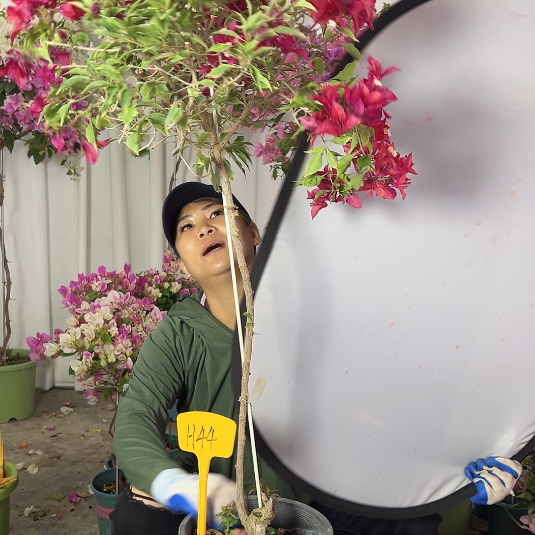 栀***开大部分花苞少量开放H44紫桑巴