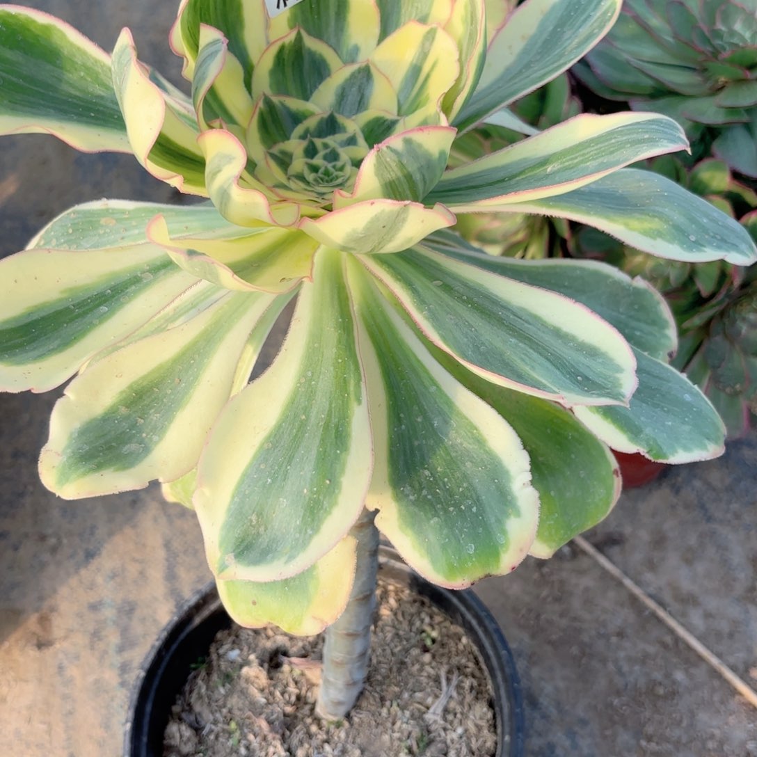 F 7387燕姿锦多肉