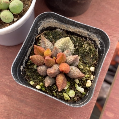 小辣椒水泡5招人多肉