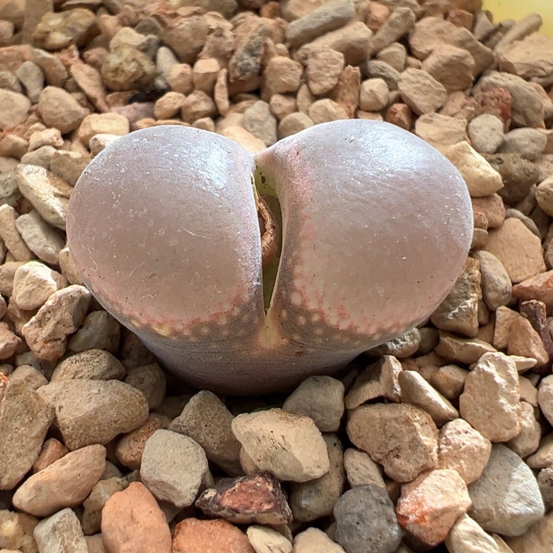 781优选四年半1804.5红宝石母本