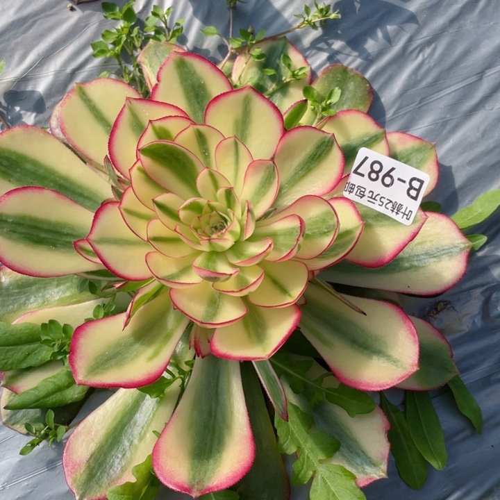 987荔枝多肉12345678