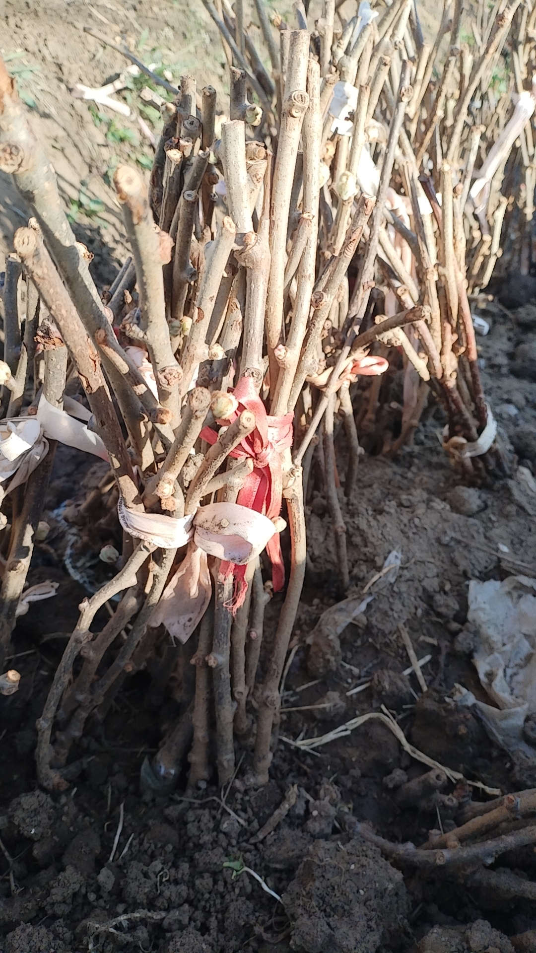 绿植（一年红心红阳母苗一棵）盆栽地栽庭院园艺花卉农场