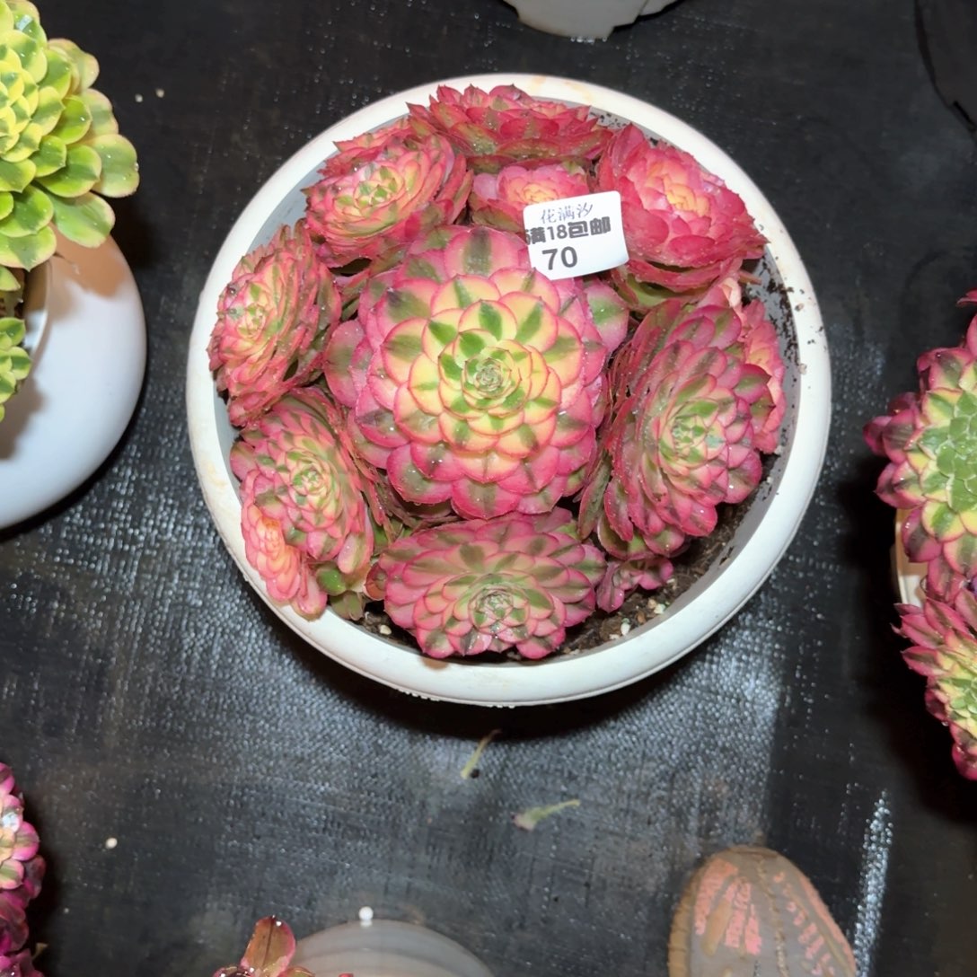 荔枝多肉植物fashi