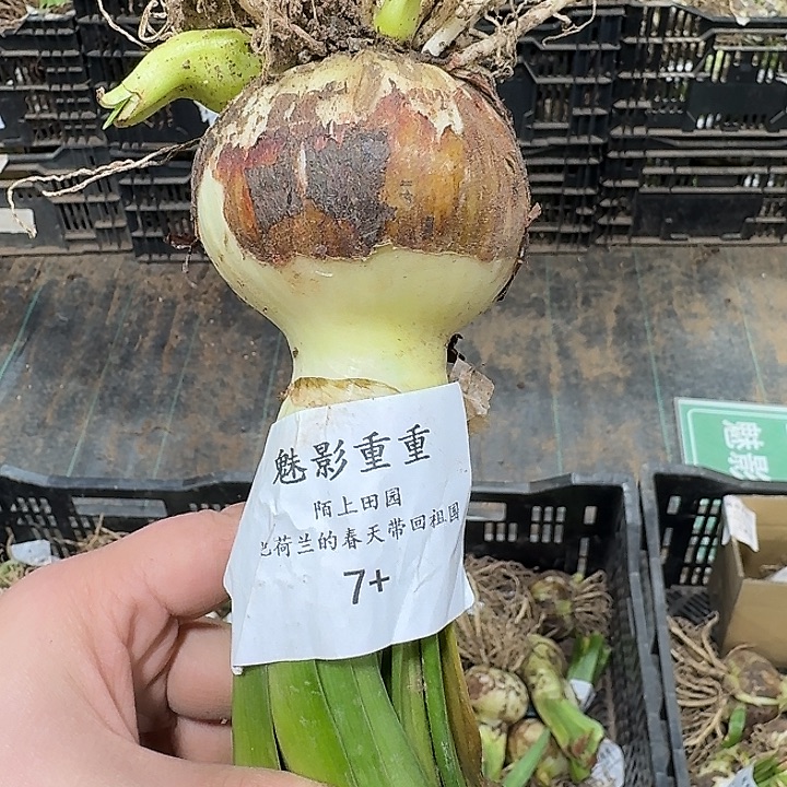 朱顶红魅影重重7厘米