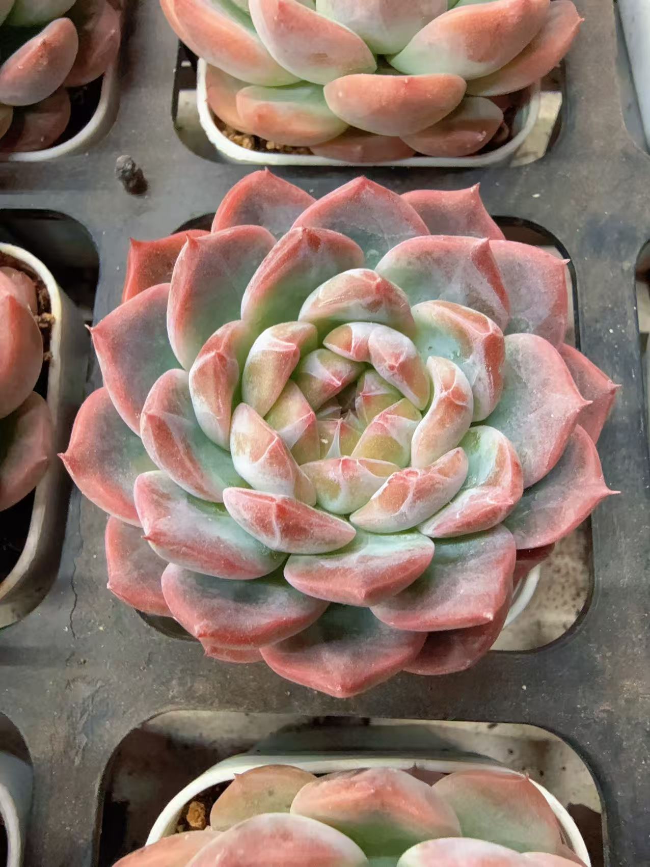 11月23日70#小万花筒单头（3-5cm）脱土