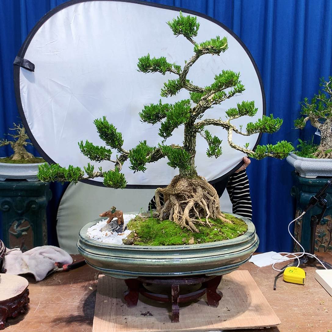 黄杨盆景一物一拍