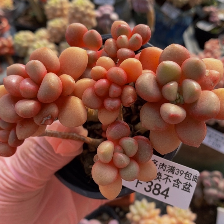 先锋派8cm384多肉植物