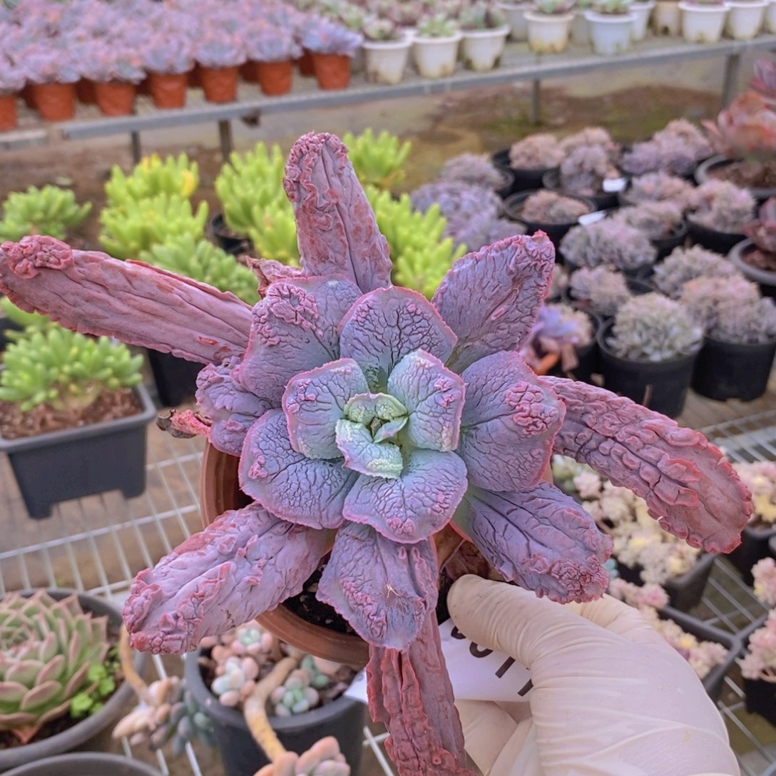 6911狂野男爵一物一拍