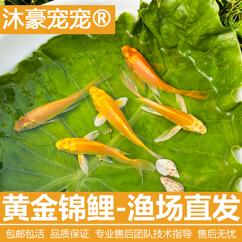 沐豪宠宠优选【黄金锦鲤】活体鱼苗冷水观赏鱼耐养易活耐养不挑水质
