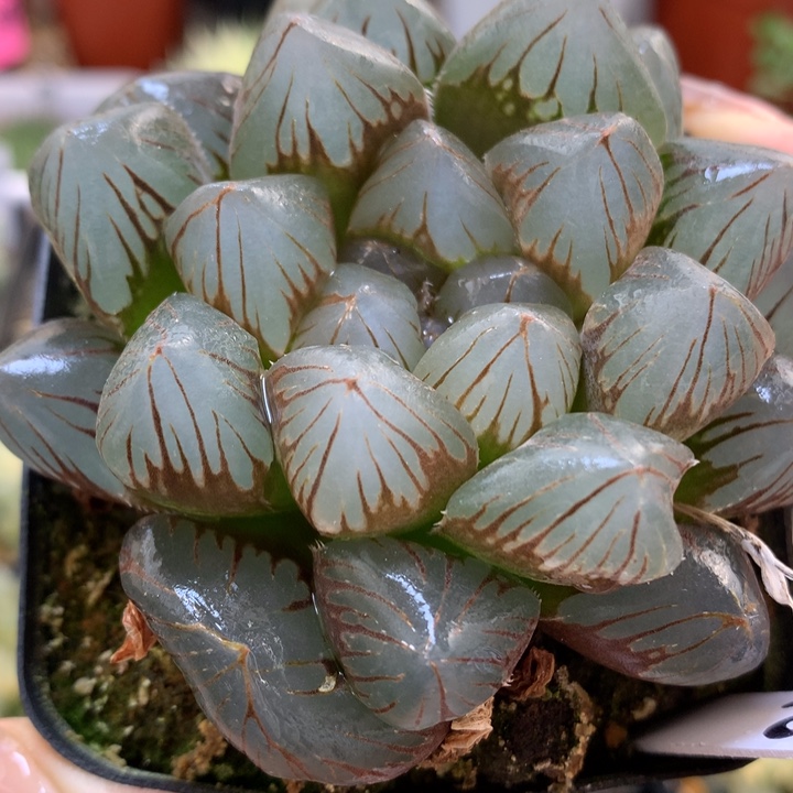 龙爪玉露带盆土发货