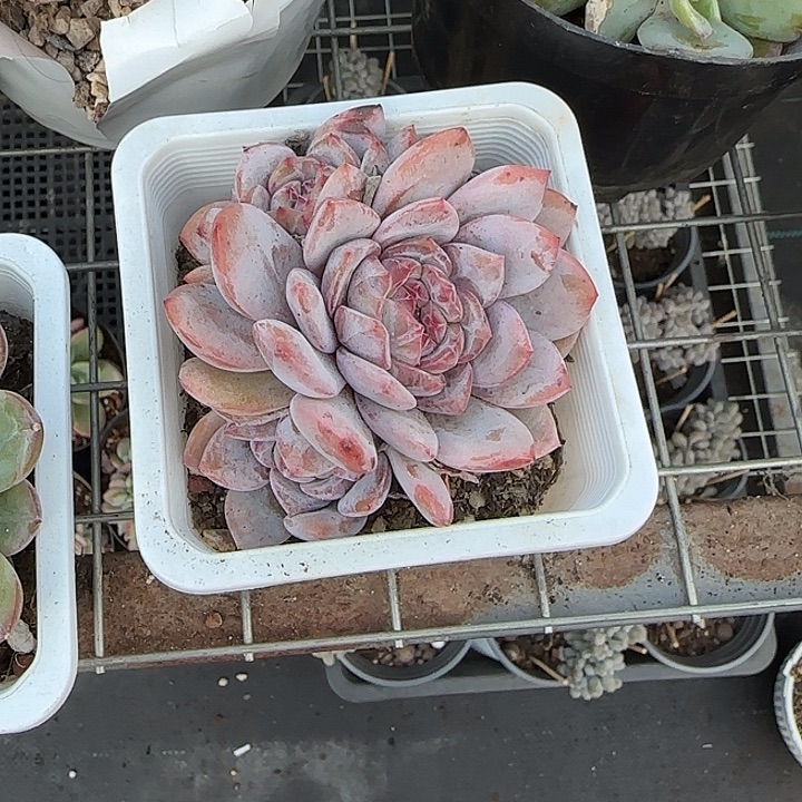 青蛙王子儿童牙膏套装11