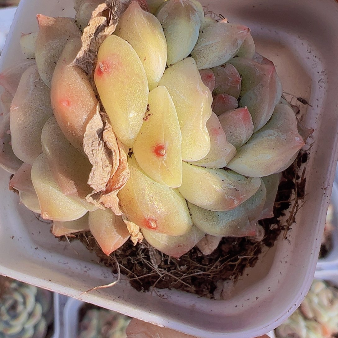 冰雪珍妮双头19包邮l