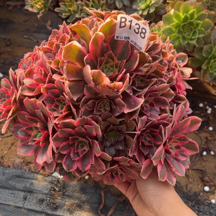 女妖多肉植物138.