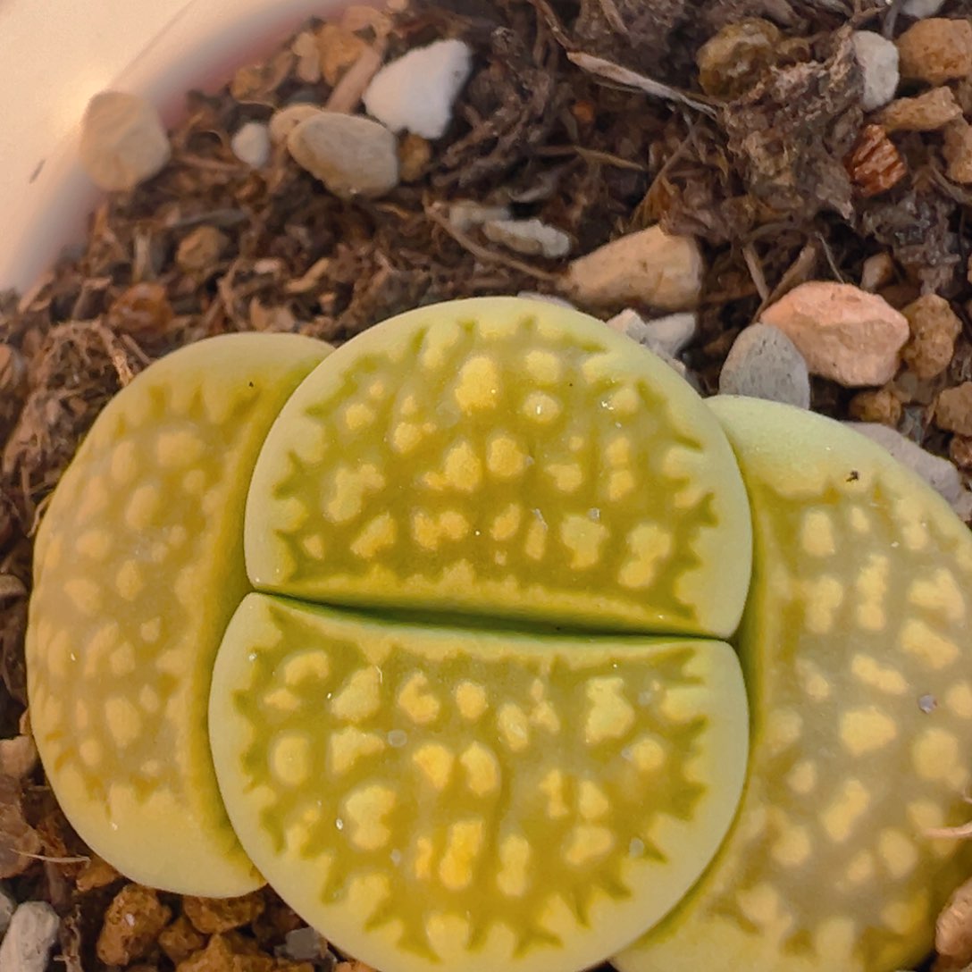 113多肉植物百科知识