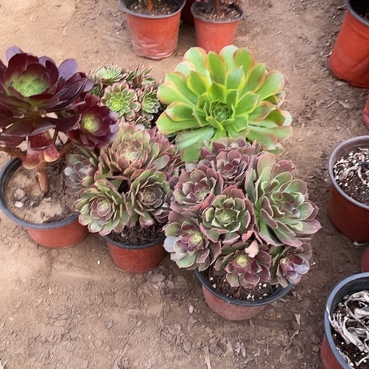 574多肉植物瑕疵特价，