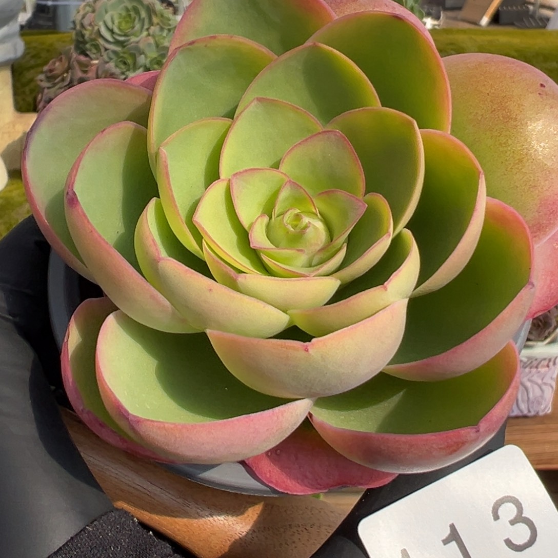 113果冻叶边线8厘米