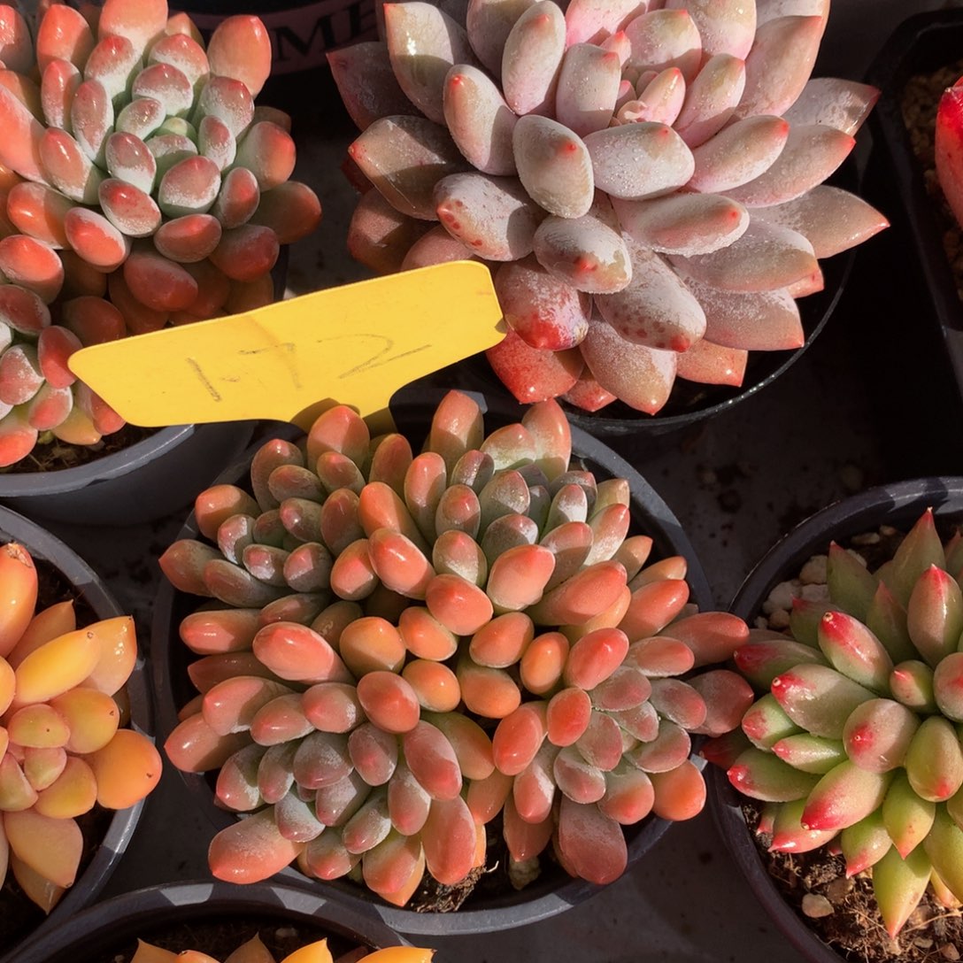 灯美人7272727272772