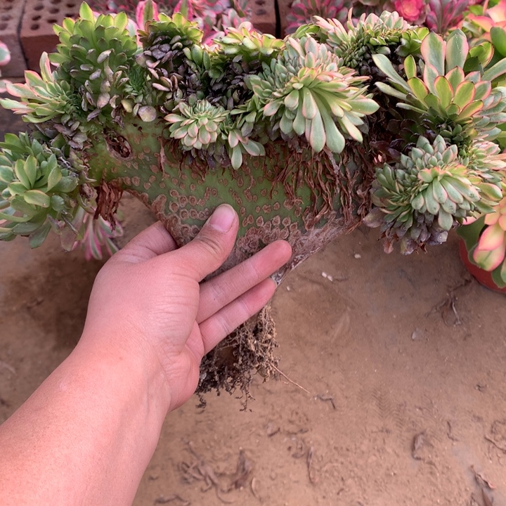 油画少女缀-7多肉植物