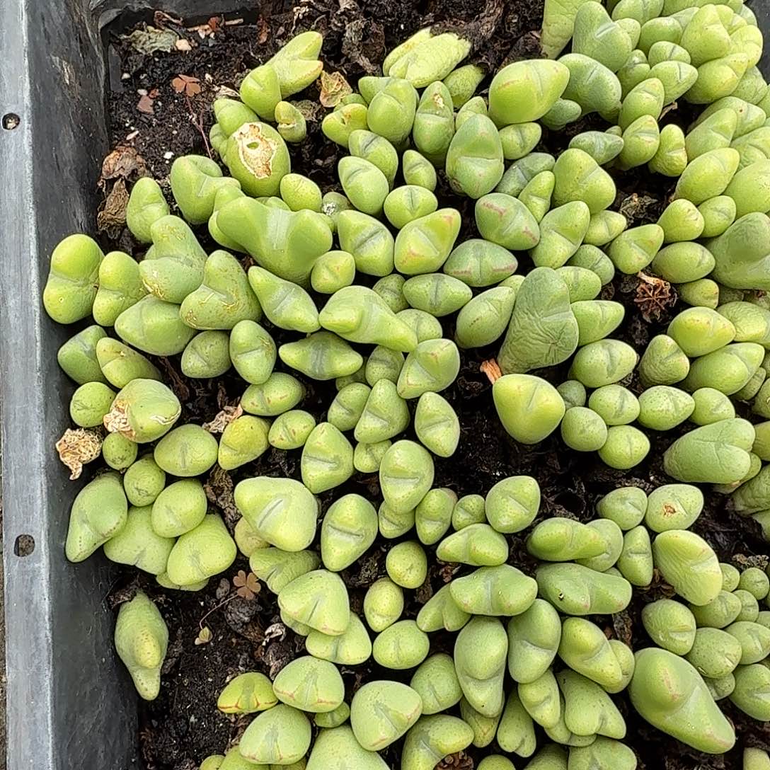 少将多肉十头多肉植物
