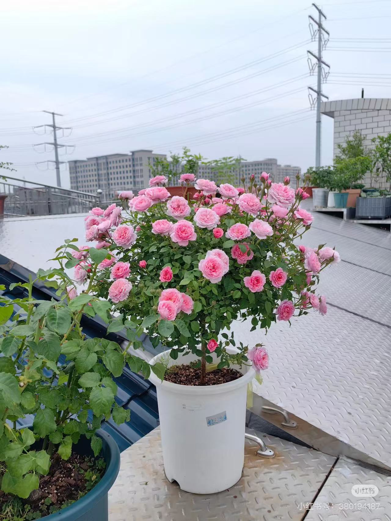 【月季盆栽】铃芝妖精四季勤花浓香型花花阳台庭院盆栽地栽好养活