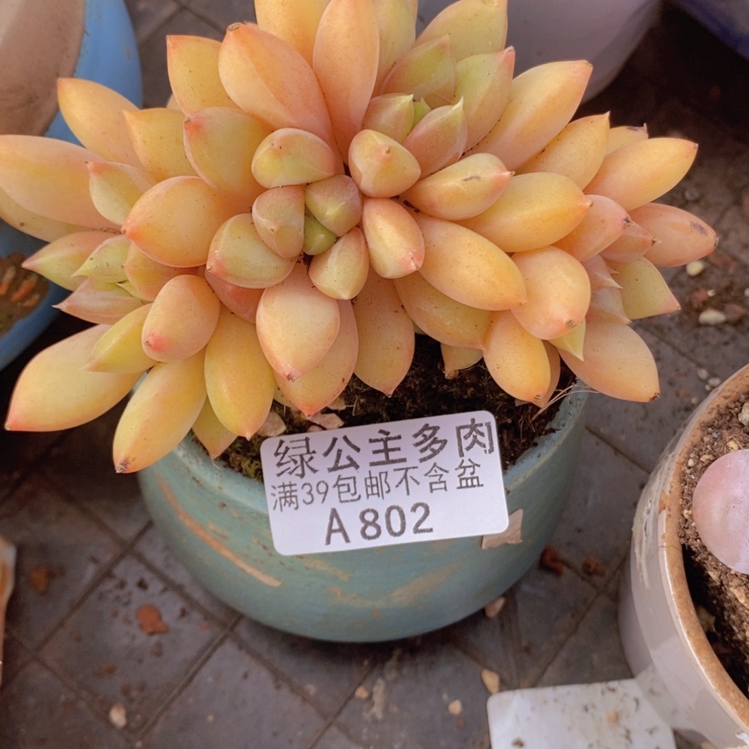 黄金象牙奶7cm802多肉酱