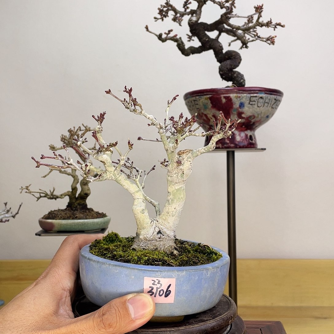 木本织姬枫树盆栽