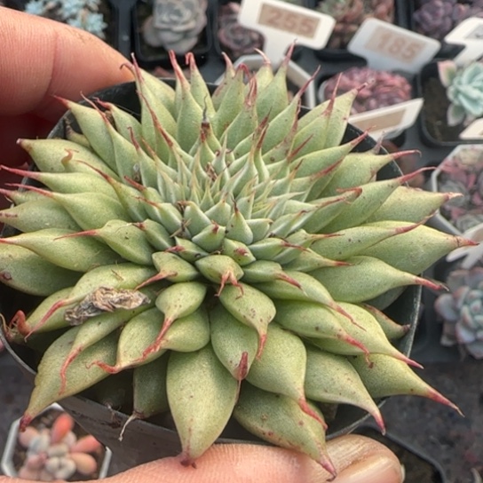 199银星多肉植物多