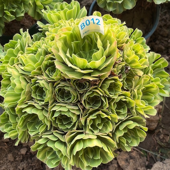 翡翠琉璃8-33-012偏远不包邮